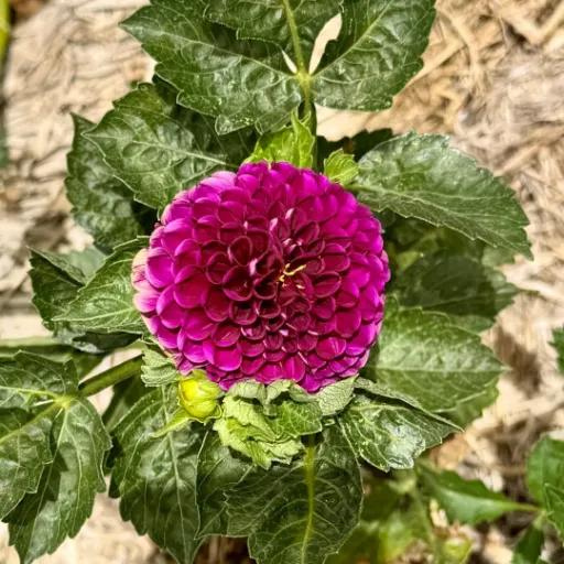 Irish Blackberry Tuber - Cozy Blooms - Orangevale, CA