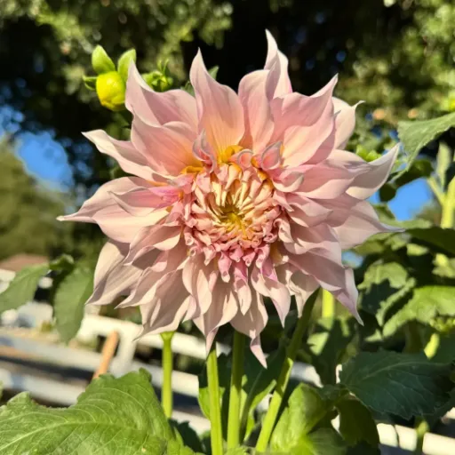 KA's® Lavender Blush