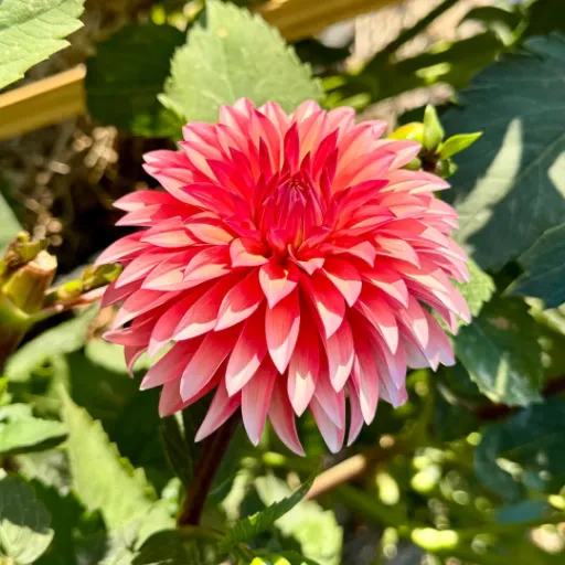 Sandia Ruthie Tuber - Cozy Blooms - Orangevale, CA
