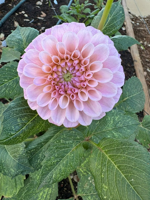 20th Ave Memory Tuber - Cozy Blooms - Orangevale, CA