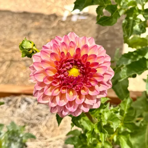 Bloomquist Azalea Tuber - Cozy Blooms - Orangevale, CA