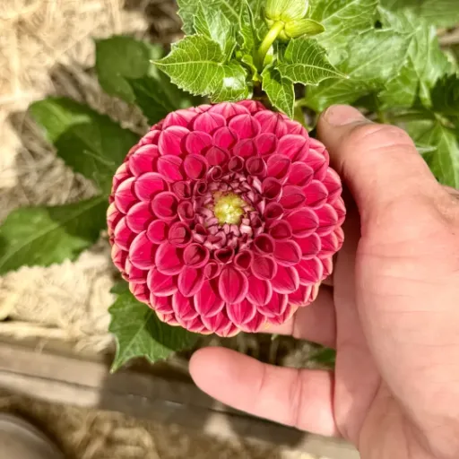 Cornell Tuber - Cozy Blooms - Orangevale, CA