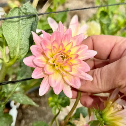 Gerrie Hoek Tuber - Cozy Blooms - Orangevale, CA