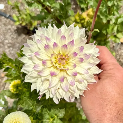 Hapet Blue Eyes Tuber - Cozy Blooms - Orangevale, CA