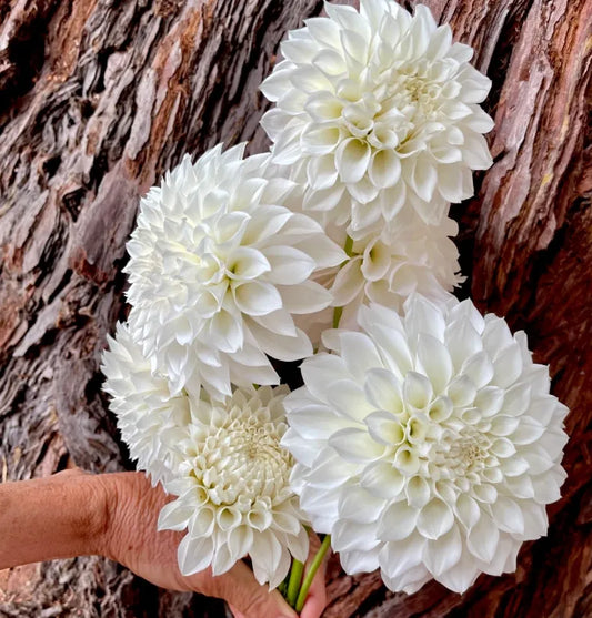 KA's® Bella Luna Tuber - Cozy Blooms - Orangevale, CA
