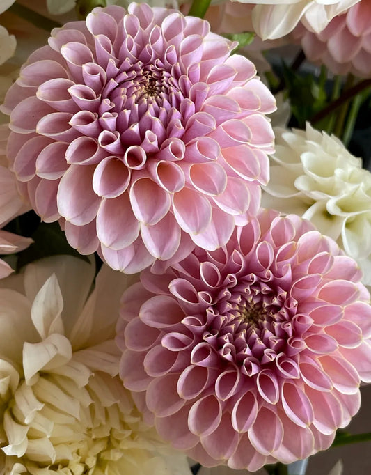 KA's® Cinder Rose Tuber - Cozy Blooms - Orangevale, CA