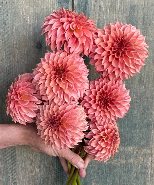 KA's® Coral Sea Tuber - Cozy Blooms - Orangevale, CA