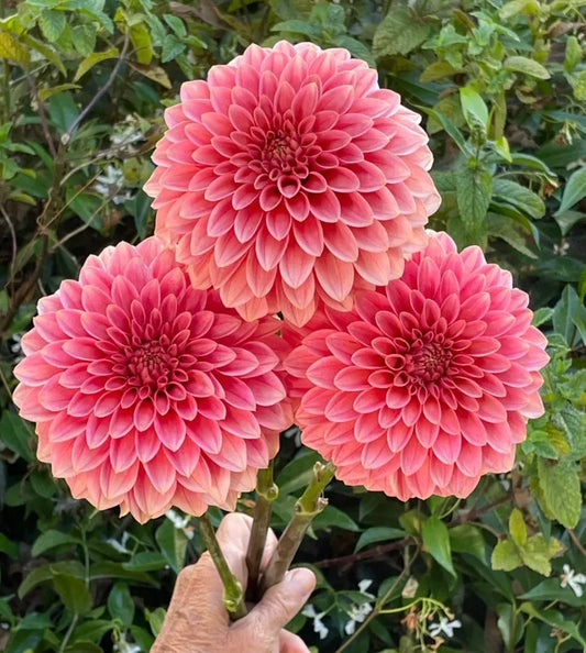 KA's® Desert Rose Tuber - Cozy Blooms - Orangevale, CA