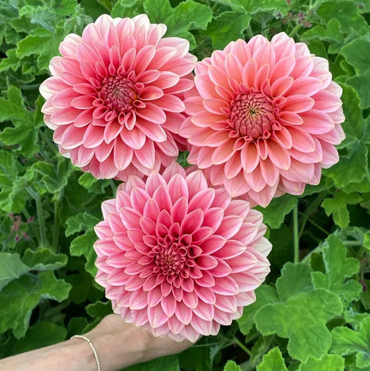 KA's® Guava Tuber - Cozy Blooms - Orangevale, CA
