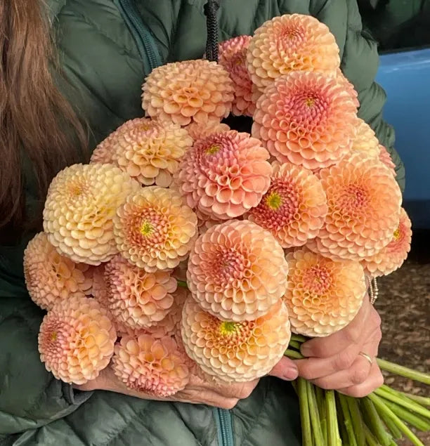 KA's® Honeycomb Tuber - Cozy Blooms - Orangevale, CA