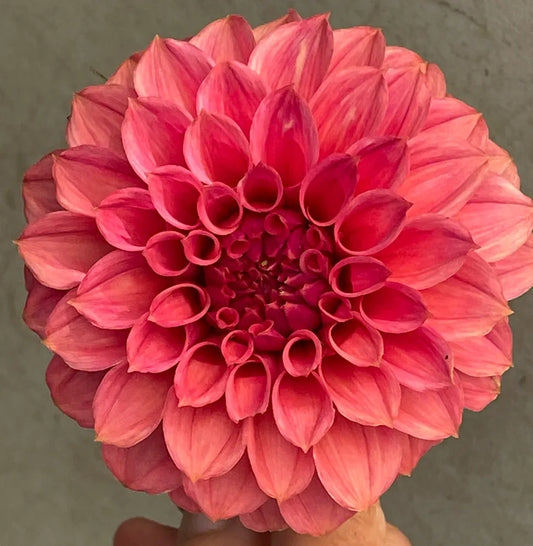 KA's® Keltie Rose Tuber - Cozy Blooms - Orangevale, CA