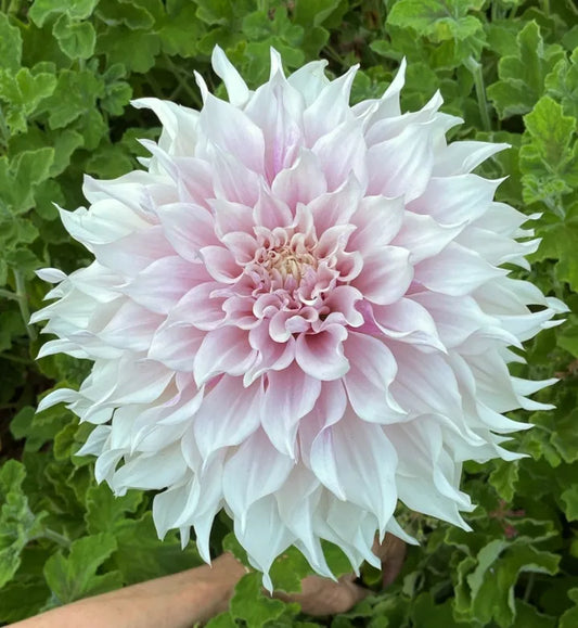 KA's® Lavender Blush Tuber - Cozy Blooms - Orangevale, CA