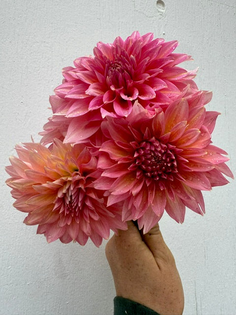 Kenora Jeannie Tuber - Cozy Blooms - Orangevale, CA