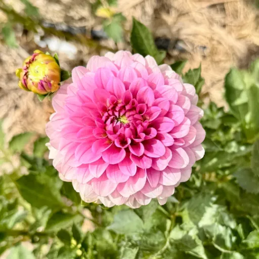 Lee's Sugar Rush Tuber - Cozy Blooms - Orangevale, CA