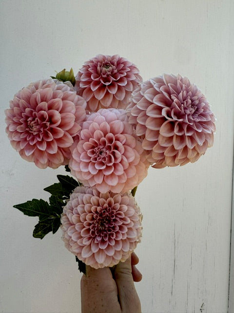 Lee's Hopscotch Tuber - Cozy Blooms - Orangevale, CA