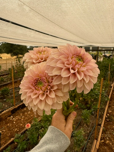 Levi's Revenant Tuber - Cozy Blooms - Orangevale, CA