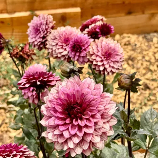 Night Silence Tuber - Cozy Blooms - Orangevale, CA