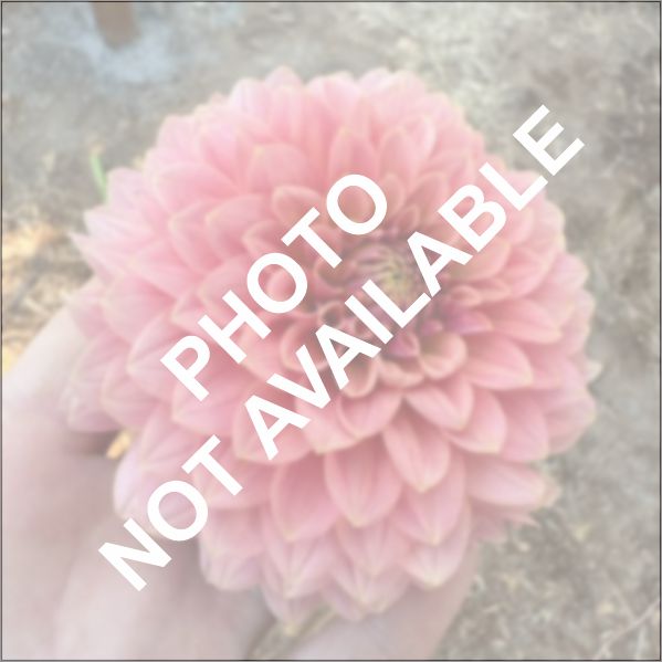 Lee's Triple Pink