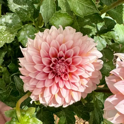 Peaches 'N Cream Tuber - Cozy Blooms - Orangevale, CA