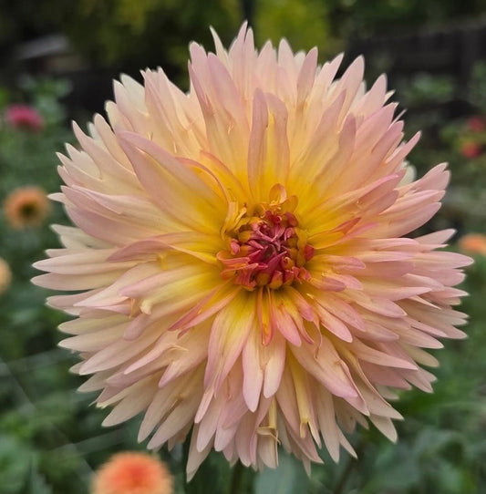 Peach Fuzz Tuber - Cozy Blooms - Orangevale, CA