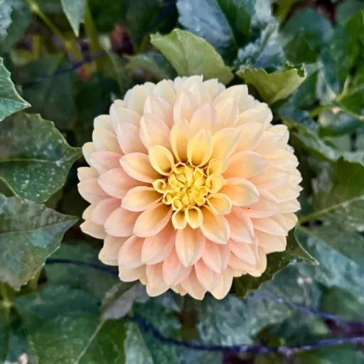 Seabeck's Shirley Tuber - Cozy Blooms - Orangevale, CA