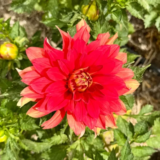 Swan's Olympic Flame